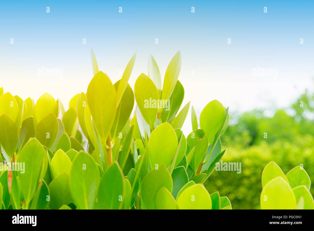 Pflanze wachsen in der Natur grün Outdoor Stockfoto