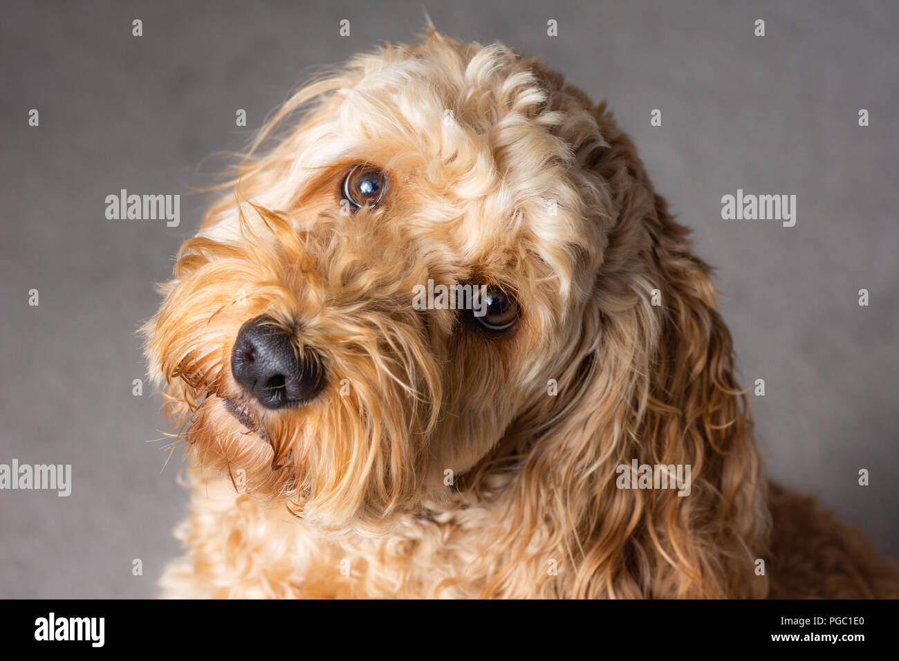 Cockapoo Portrait Stockfoto