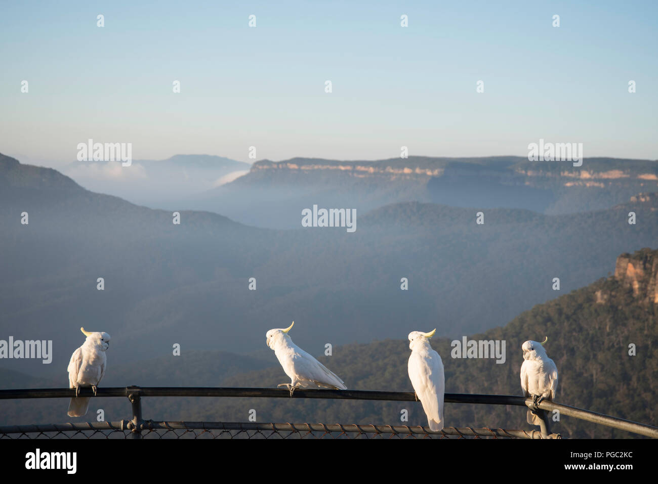 Am frühen Morgen Ansicht von misty Jamison Valley und den Mount Solitary, Blue Mountains, Australien, mit Schwefel crested Kakadus auf Zaun am Aussichtspunkt Stockfoto