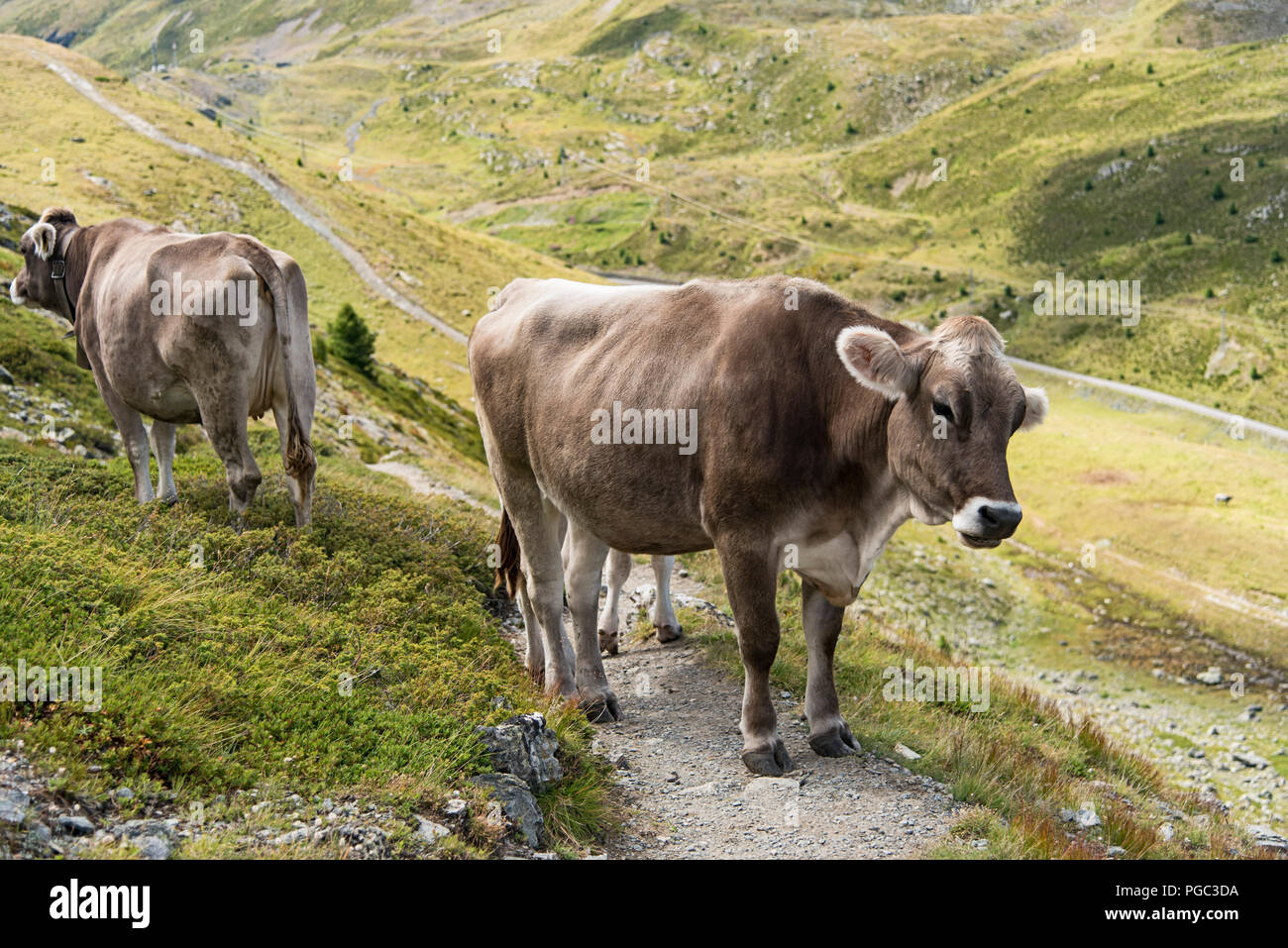 Vieh auf einem Trail auf einem alpinen Berg über einem steilen Tal mit einer Kuh stehend auf die Kamera in Livigno, Lombardei, Italien vor Stockfoto