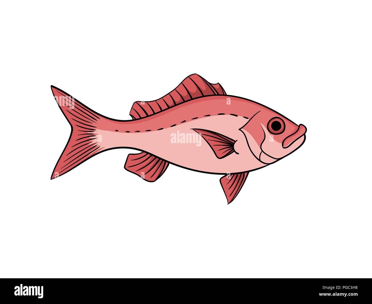 Red Snapper fisch Abbildung in Vintage naturalistischen Stil vektor Tier isoliert auf weißem Stock Vektor