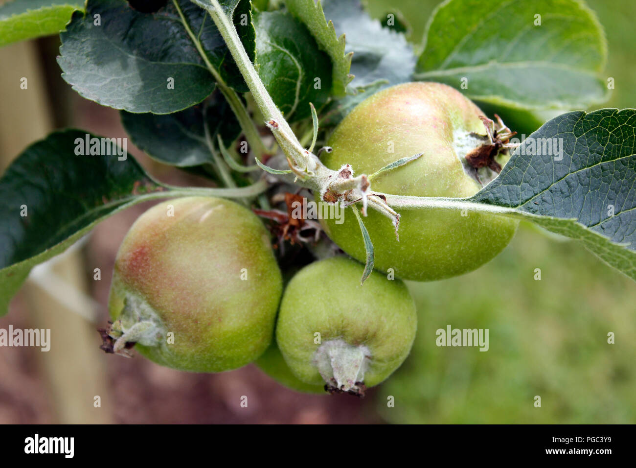 Reife äpfel auf einem jungen Bramley Apple Tree Stockfoto