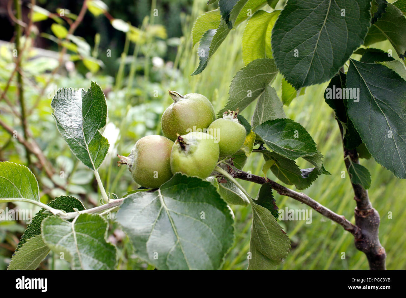 Reife äpfel auf einem jungen Bramley Apple Tree Stockfoto