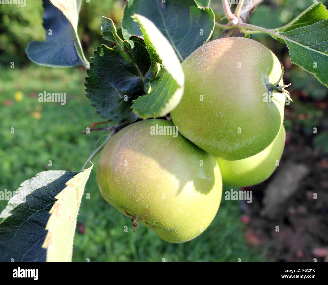 Reife äpfel auf einem jungen Bramley Apple Tree Stockfoto