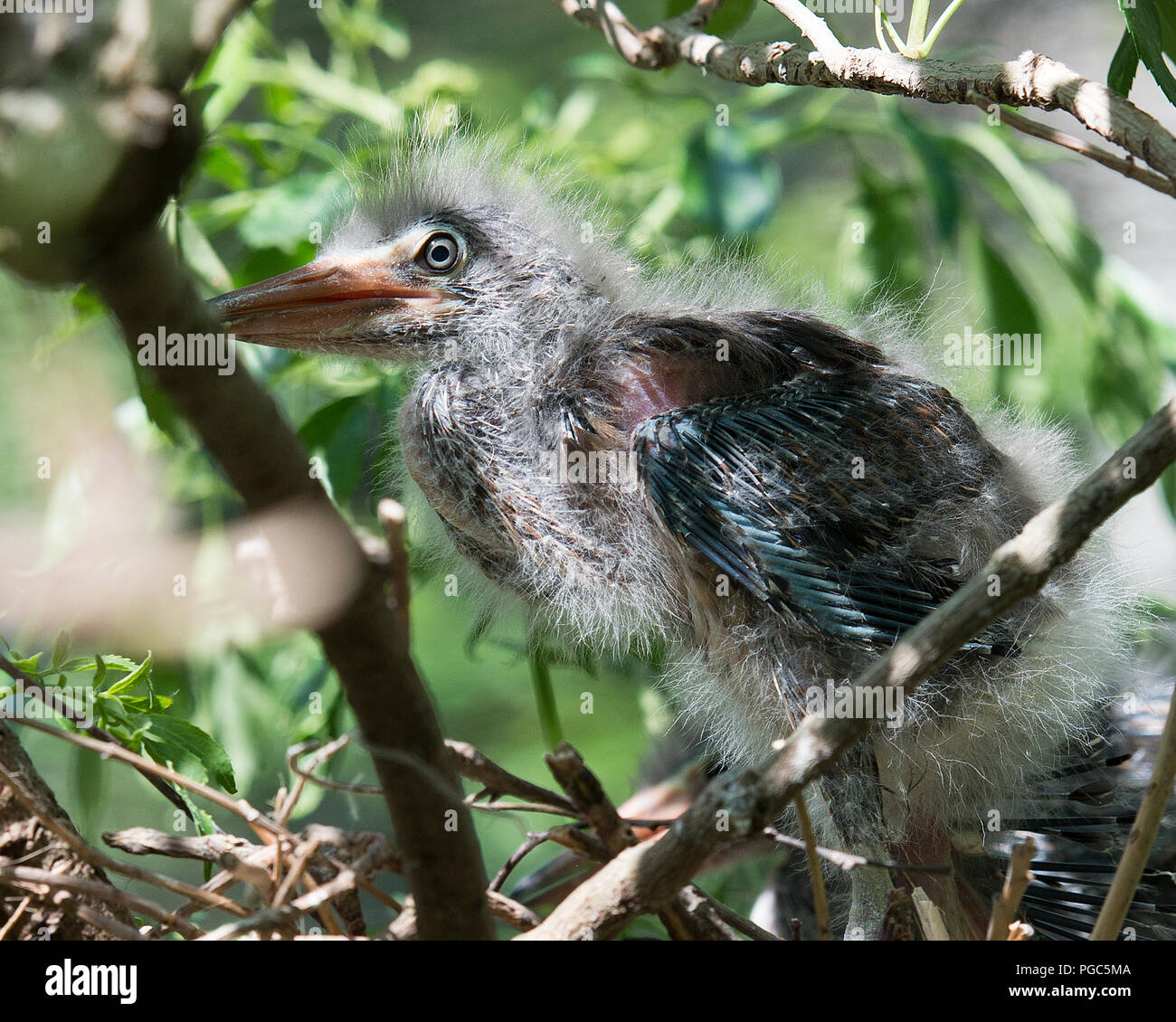 Green Heron baby Vogel im Nest mit immergrünen Hintergrund und Vordergrund genießen ihre Umgebung und Umwelt. Stockfoto