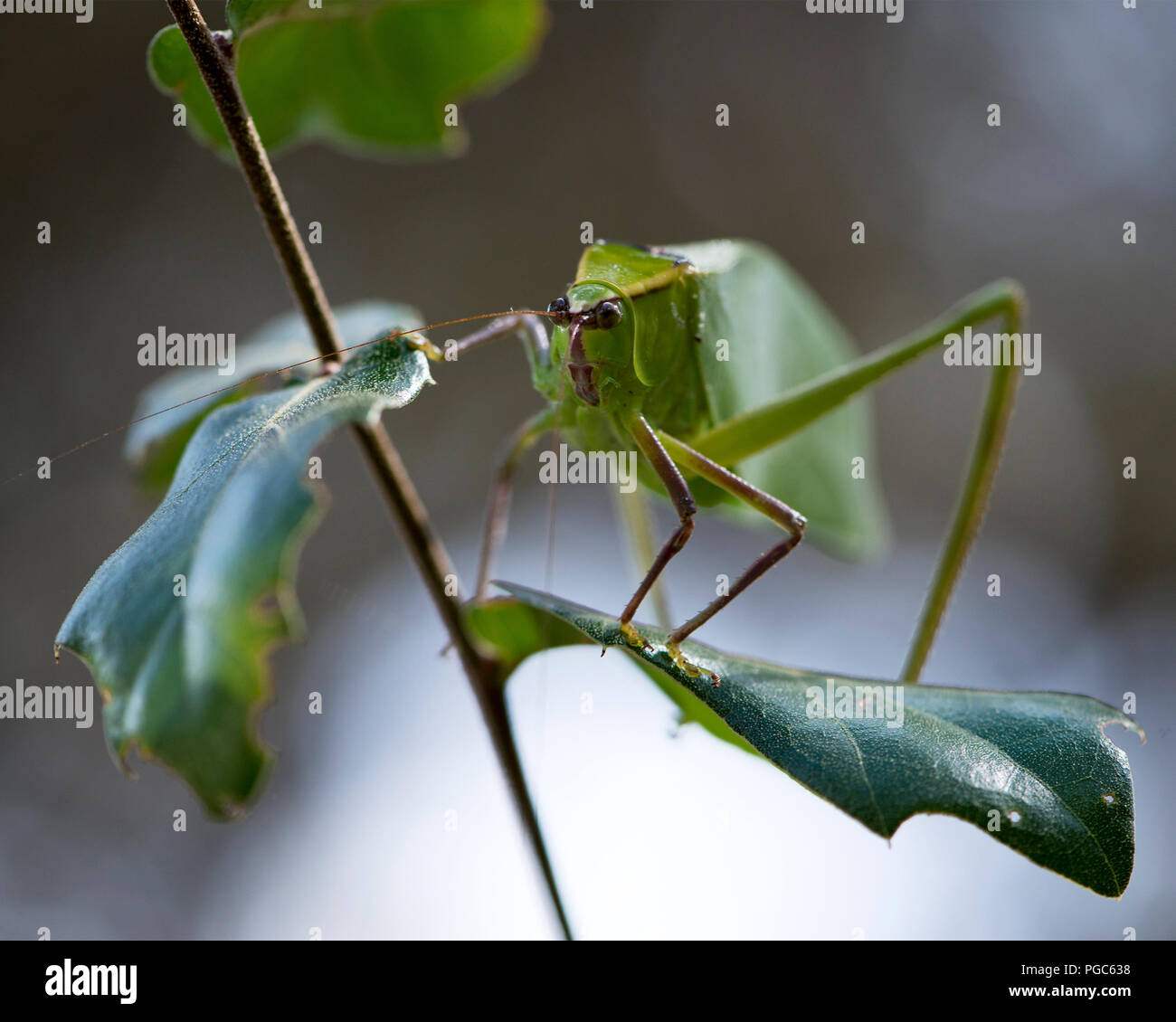 Katydid Insekt auf einen grünen Zweig mit einem Camouflage anzeigen seine grüne Farbe, Antennen, Augen, in der Umwelt und Umgebung. Foto. Bild. Stockfoto
