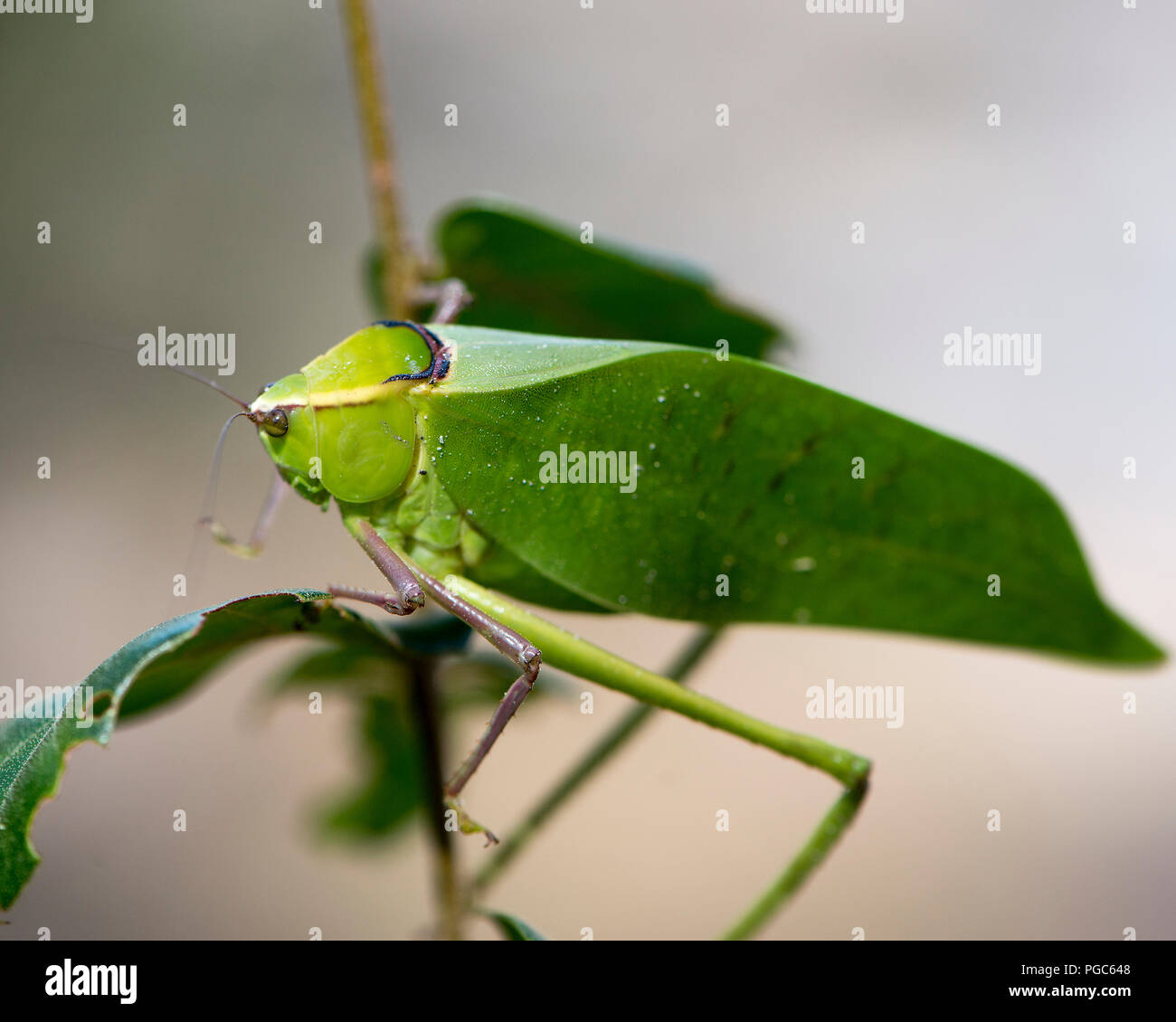 Katydid Insekt auf einen grünen Zweig mit einem Camouflage anzeigen seine grüne Farbe, Antennen, Augen, in der Umwelt und Umgebung. Bild. Porträt. Stockfoto