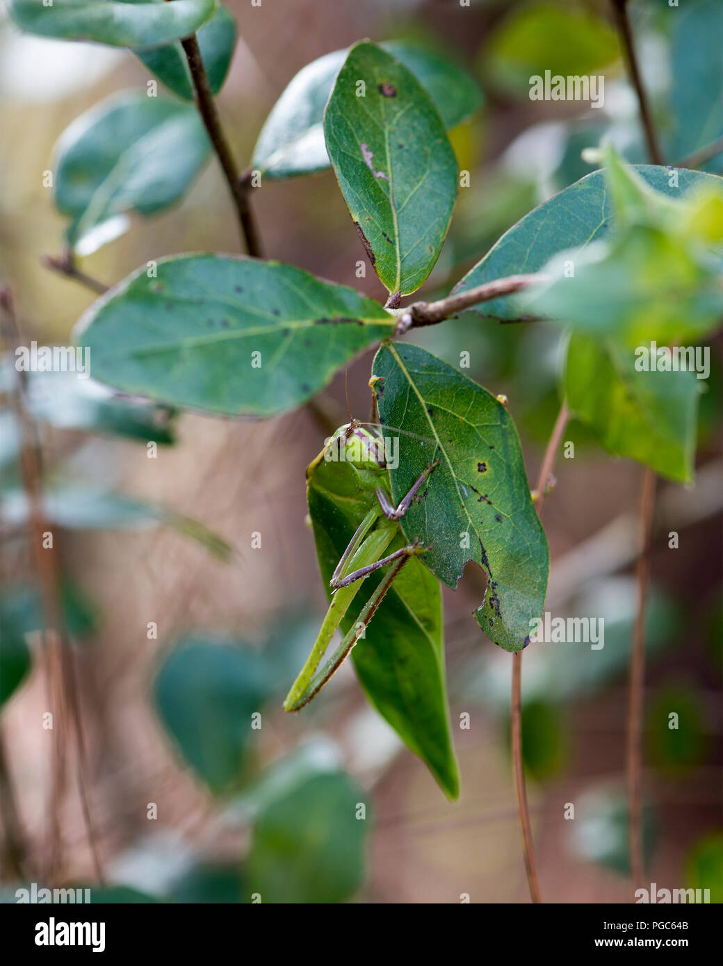 Katydid Insekt auf einen grünen Zweig mit einem Camouflage anzeigen seine grüne Farbe, Antennen, Augen, in der Umwelt und Umgebung. Bild. Porträt. Stockfoto