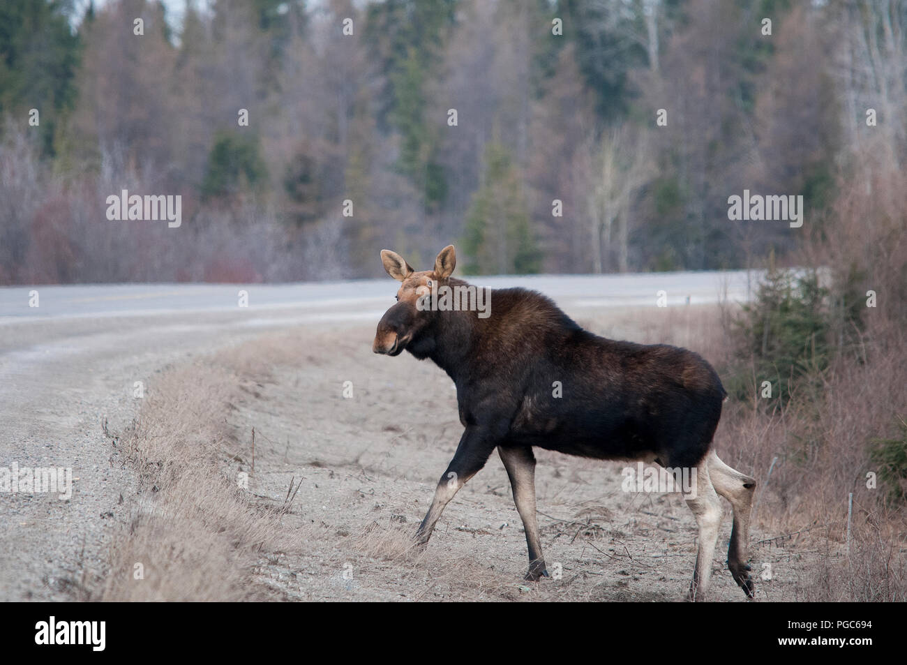 Elche Animal Crossing die Autobahn im Frühjahr mit einem Bäume Hintergrund in seiner Umwelt und Umgebung. Stockfoto