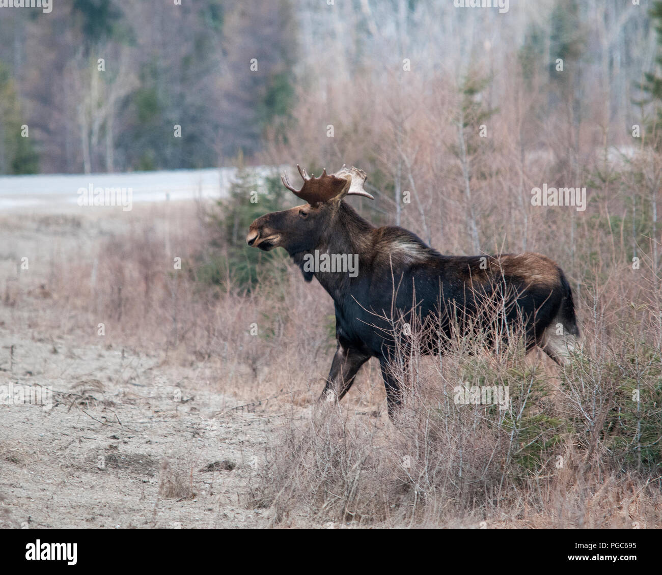 Elche Animal Crossing die Autobahn im Frühjahr mit einem Bäume Hintergrund in seiner Umwelt und Umgebung. Stockfoto