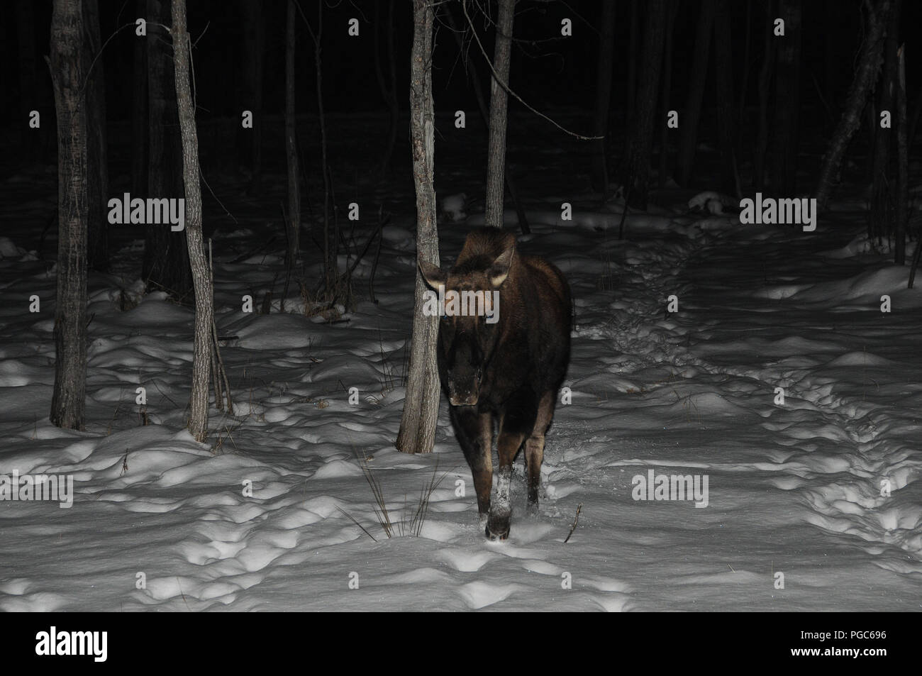 Elche Tier im Winter seine braunen Fell, Ohren, Nase, Augen, in der Umwelt und Umgebung. Die Elche im Tierreich. Stockfoto