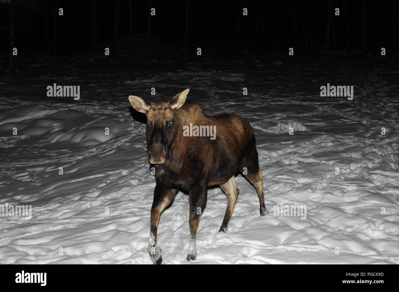 Elche Tier im Winter seine braunen Fell, Ohren, Nase, Augen, in der Umwelt und Umgebung. Die Elche im Tierreich. Stockfoto