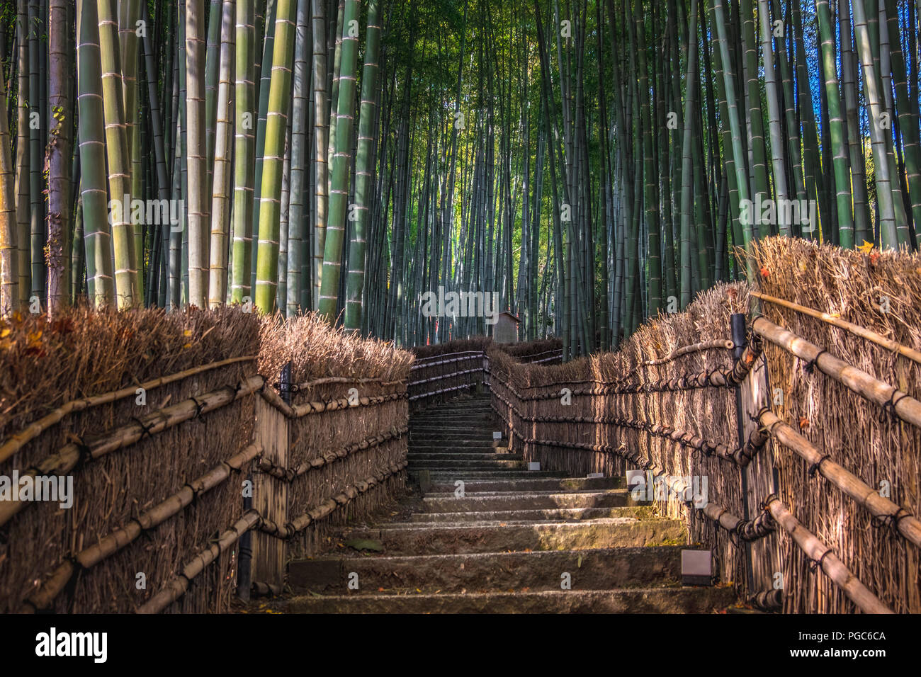 Arashiyama Bamboo Grove im Herbst, Arashiyama, Sagano, Western Kyoto, Japan Stockfoto