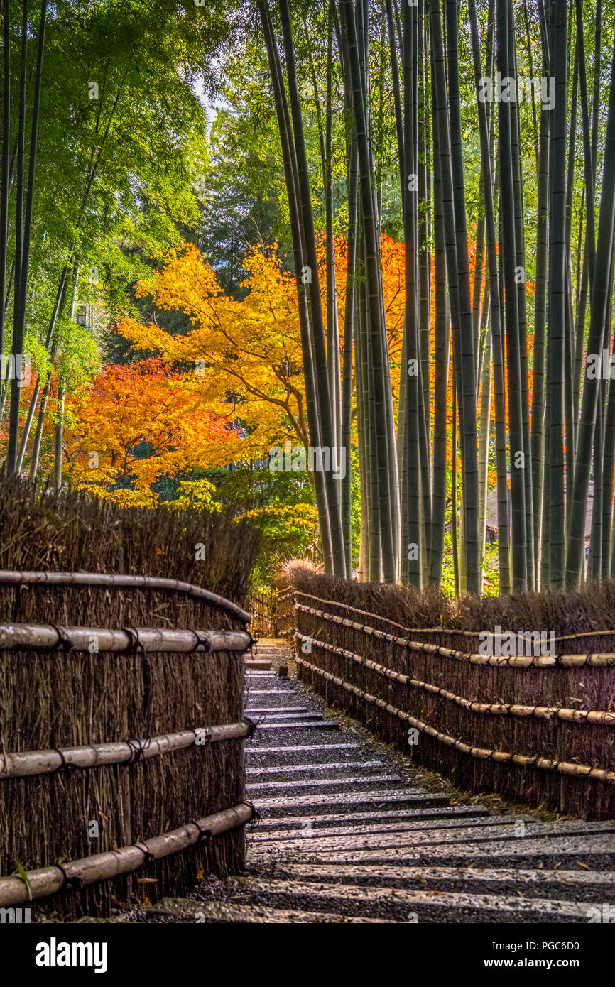 Arashiyama Bamboo Grove im Herbst, Arashiyama, Sagano, Western Kyoto, Japan Stockfoto