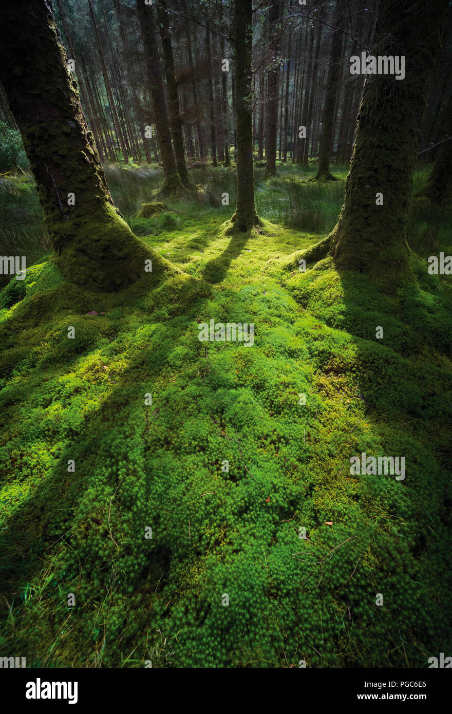 Gougane Barra National Forest Park, Gougane Barra, County Cork, West Cork, Irland. Stockfoto