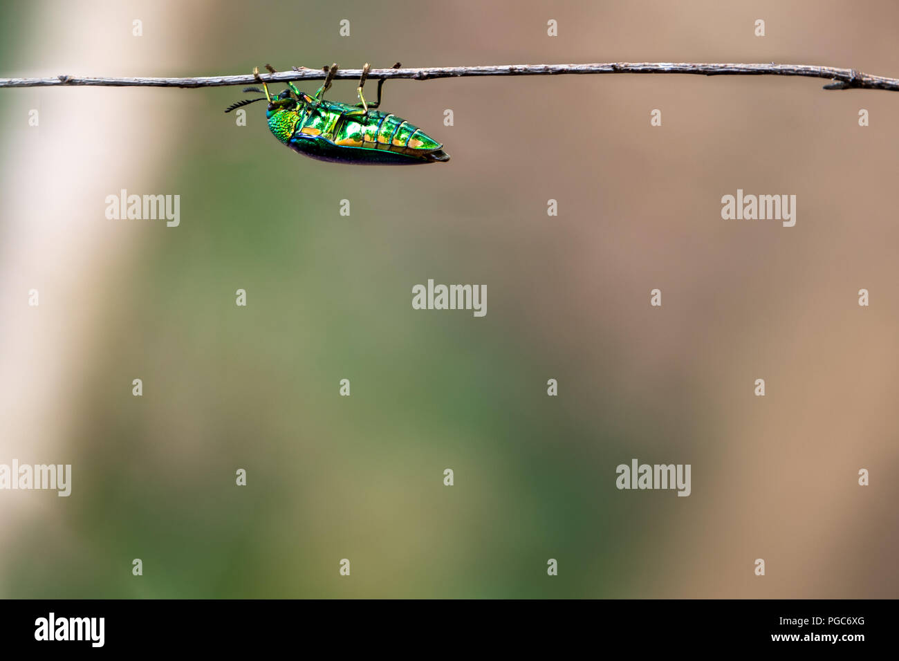 Jewel beetle Fang auf Ast mit Platz für Hintergrundbild Stockfoto