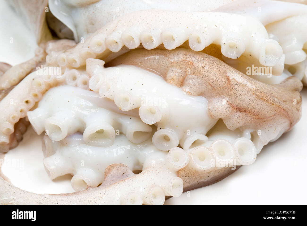 Ein geringerer oder gewelltes, Octopus, Eledone Cirrhosa, dass in einem Schleppnetz in britischen Gewässern gefangen wurde und kaufte von einem Fisch Zähler in einem britischen Supermarkt. Die l Stockfoto