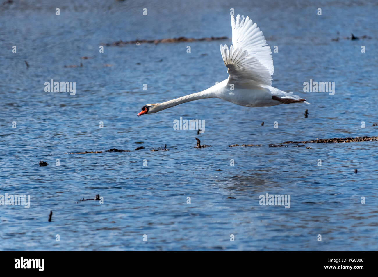 Höckerschwan (Cygnus olor) fliegen tief über dem Wasser. Stockfoto