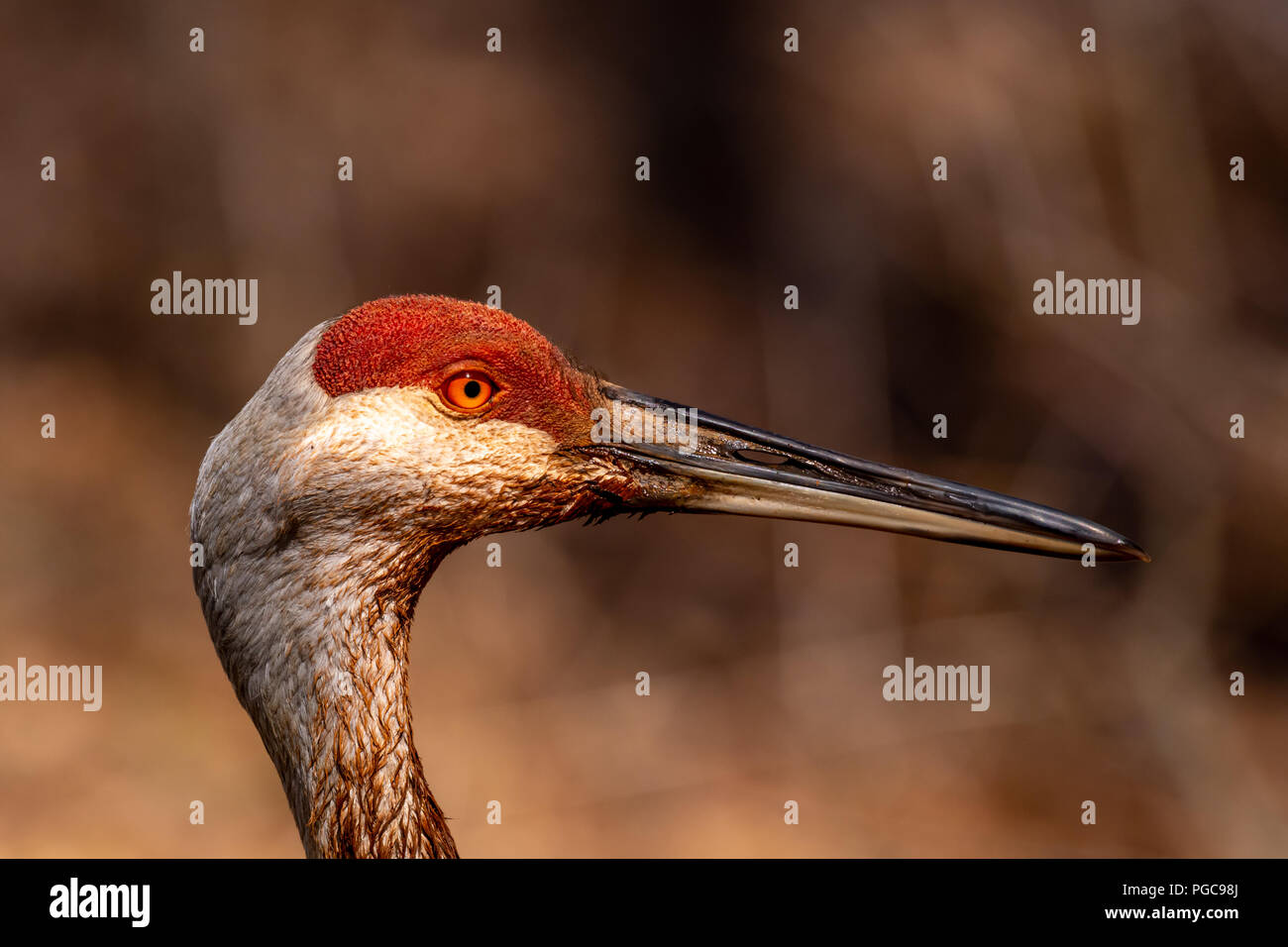 Nahaufnahme Porträt einer Sandhill Crane (Antigone canadensis) Erwachsenen. Stockfoto