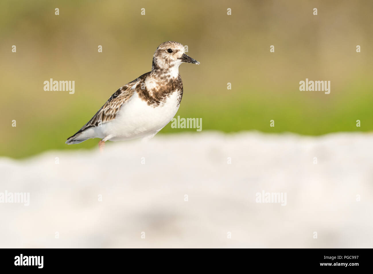 Ein ruddy turnstone (Arenaria interpres) Peers über die Weiße Düne an der Golfküste von Florida, USA. Stockfoto