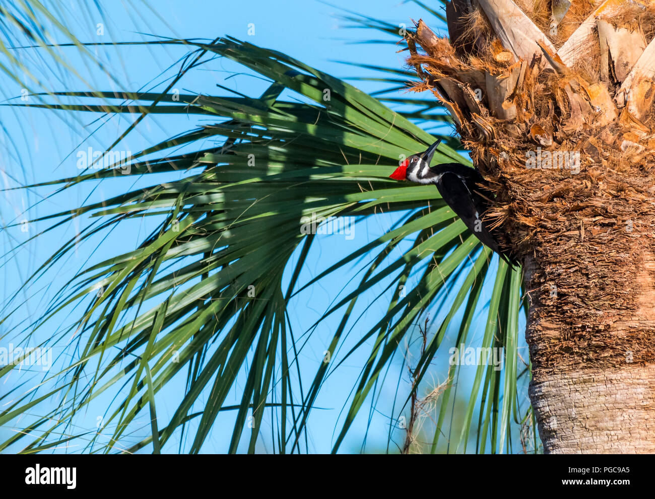 Pileated Woodpecker (Dryocopus pileatus) auf die Palme in Florida. Stockfoto