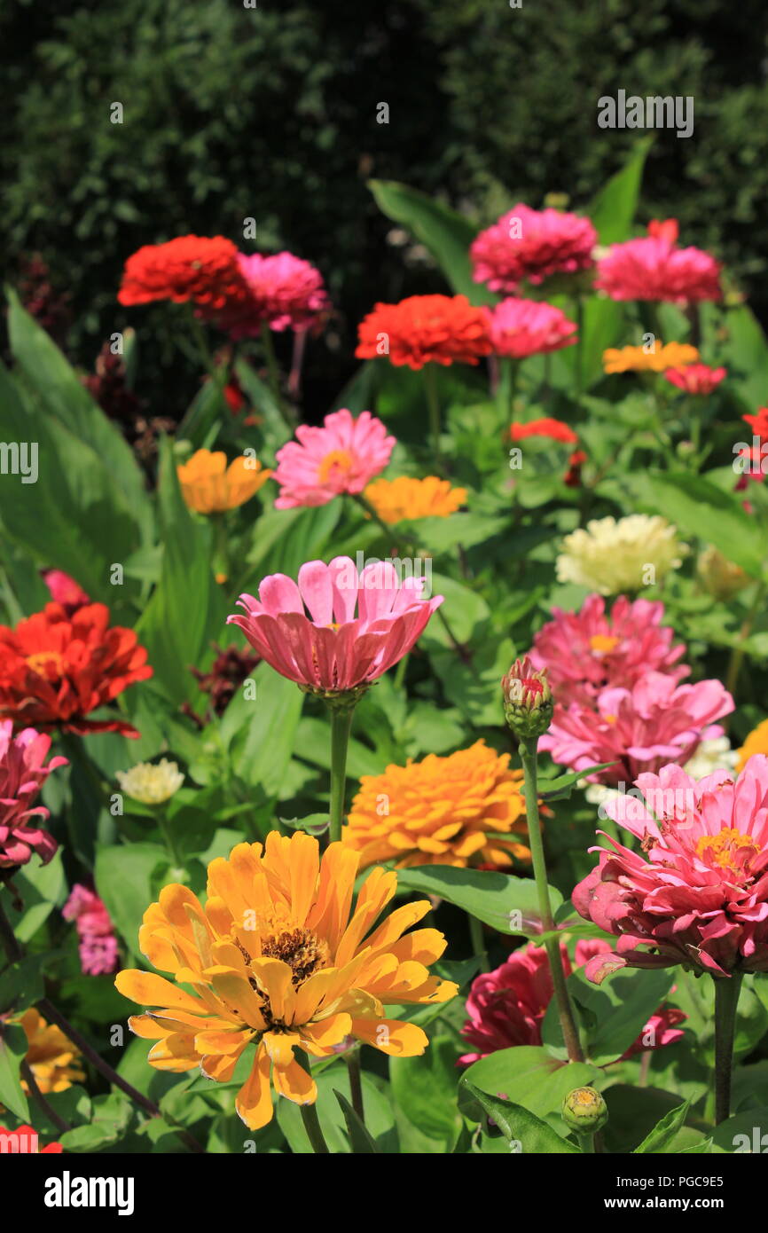 Schöne blühende Blumen im Spätsommer an einem heißen und sonnigen Tag  außerhalb von Chicago, Illinois, USA Stockfotografie - Alamy