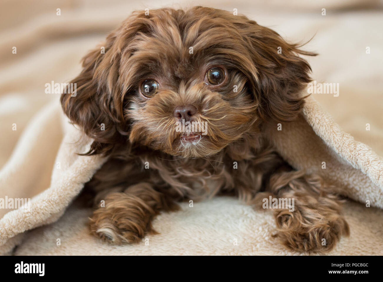 Cute Puppy Hiding in Decke Stockfoto