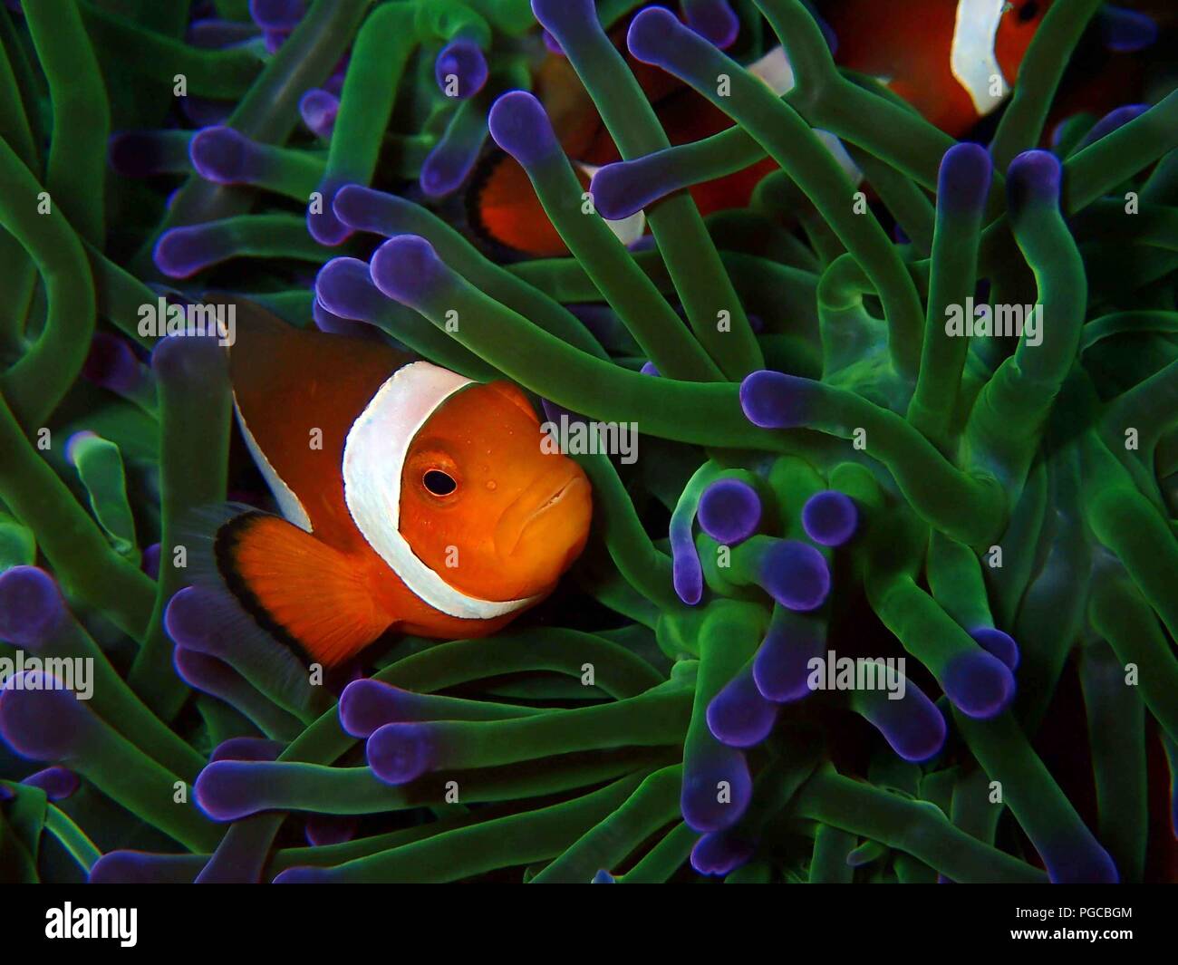 Die Schönheit der Unterwasserwelt in Sabah. Stockfoto