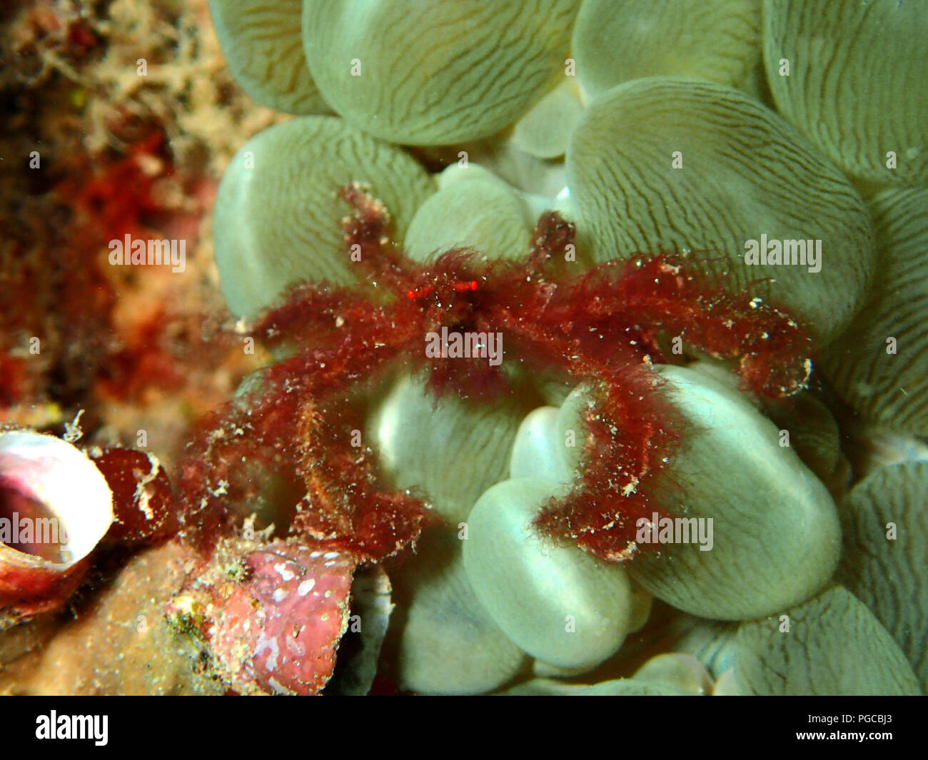 Die Schönheit der Unterwasserwelt in Sabah. Stockfoto