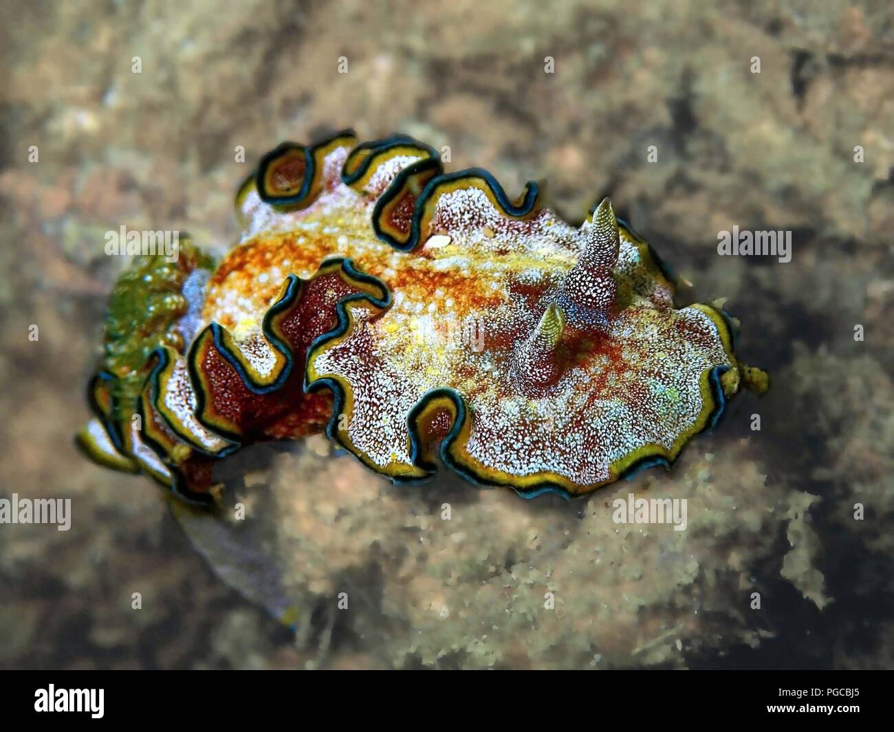 Die Schönheit der Unterwasserwelt in Sabah. Stockfoto