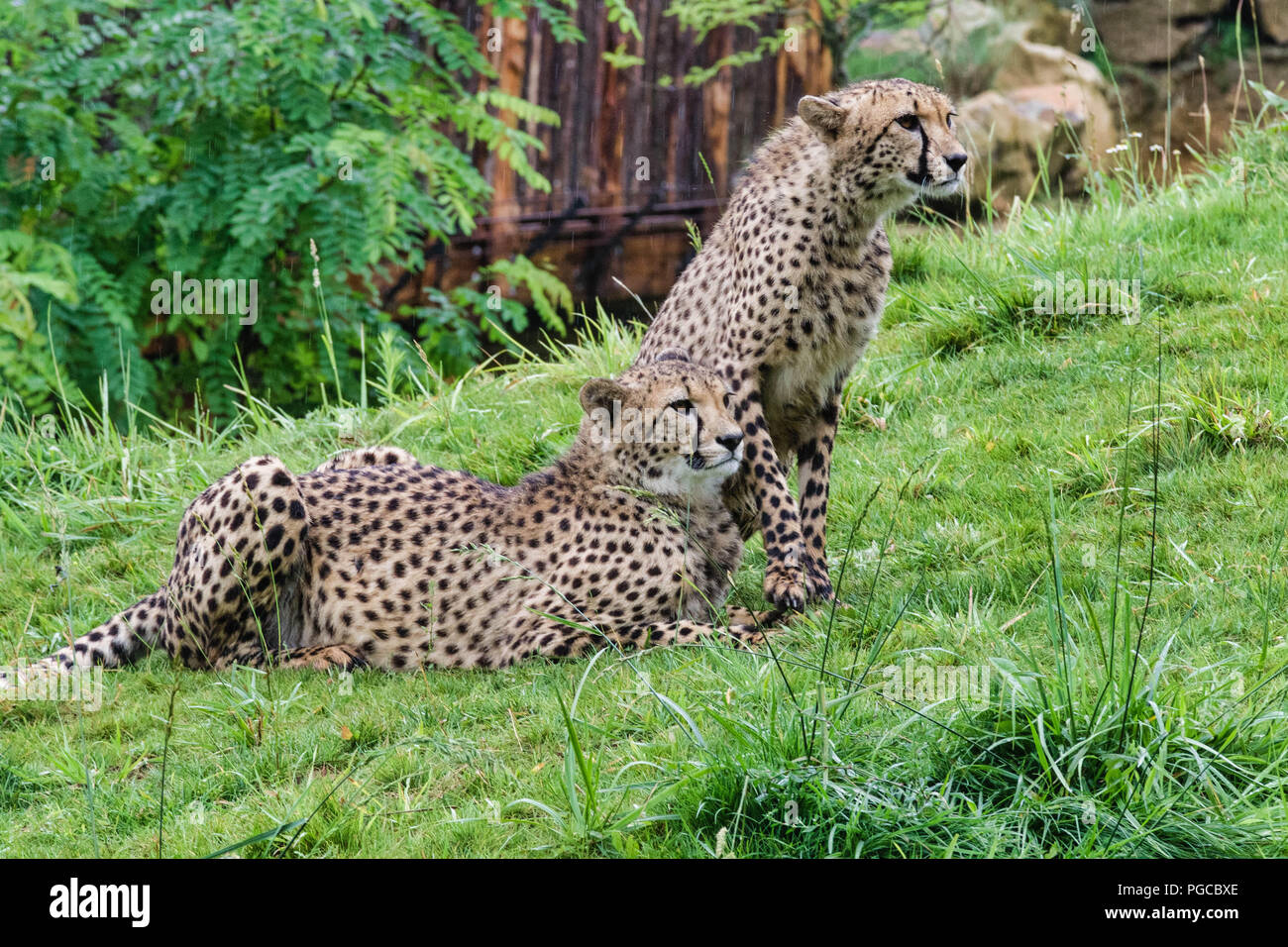 Le guépard (Acinonyx jubatus) est un Grand mammifère carnassier de la famille des félidés Vivant en Afrique et en Asie de l'Ouest. Stockfoto