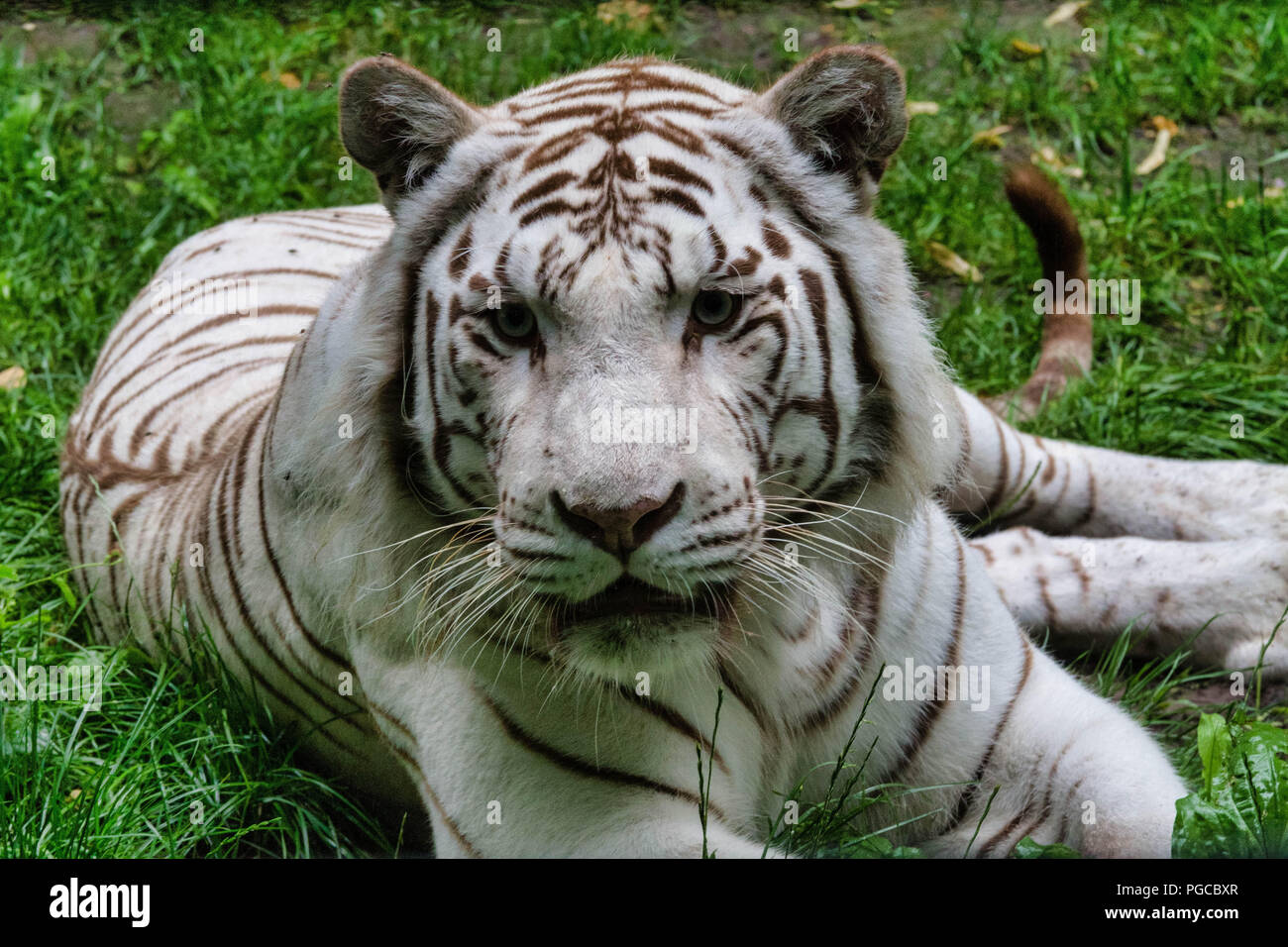 Le Tigre Blanc Parfois Aussi Appele Tigre Blanc Royal Est Un Tigre Panthera Tigris Mammifere Carnivore De La Famille Des Felides Presentant Une Stockfotografie Alamy