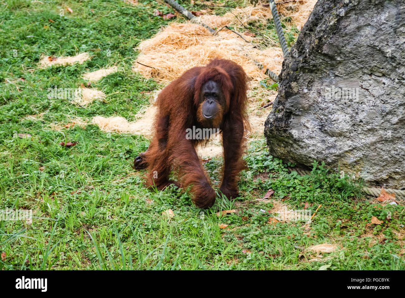 L'Orang-outan est le plus Gros mammifère arboricole, le Seul des Grands singes à Passer sa vie entière dans les arbres. Stockfoto