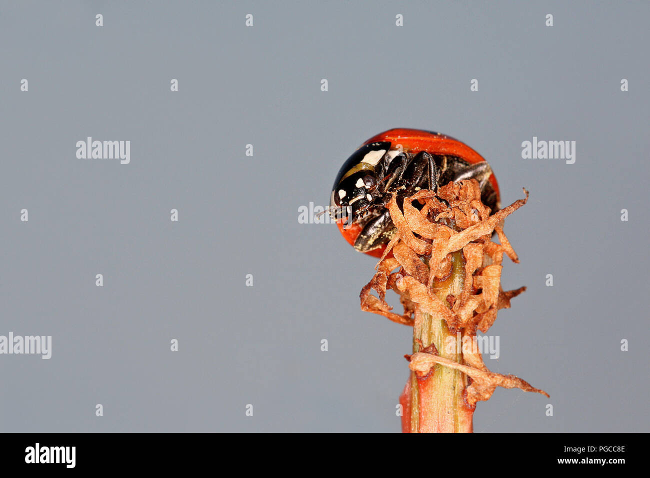 Marienkäfer Stockfoto