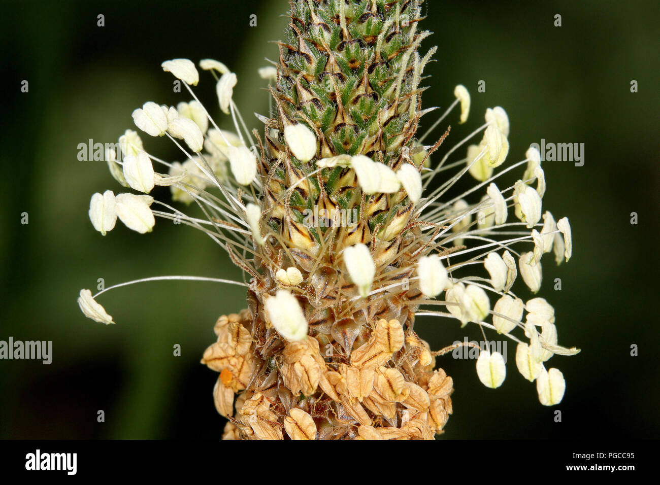 Pflanze mit kleinen Blüten Stockfoto