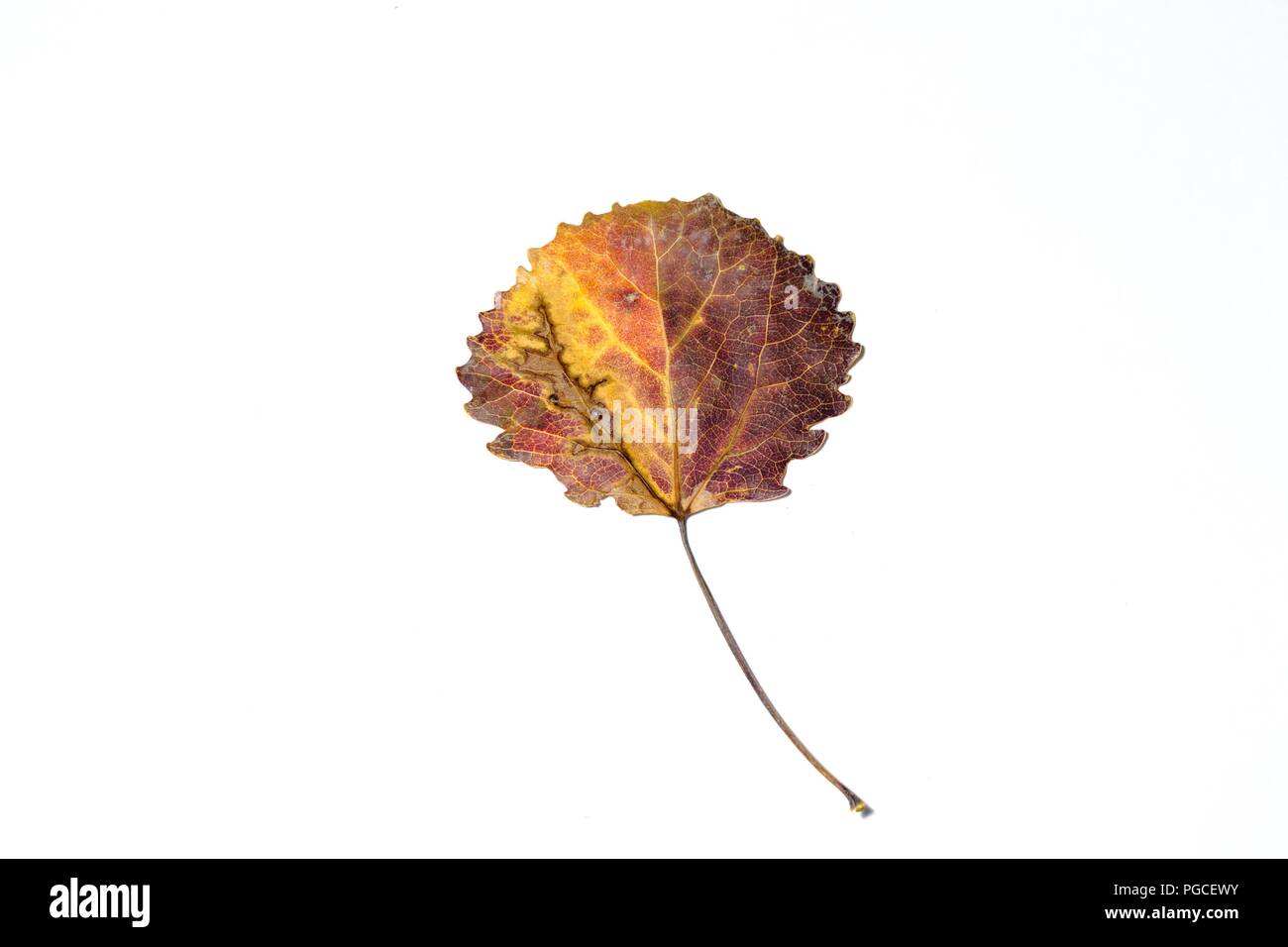 Ein schönes Blatt des Baums, die in Form von unterschiedlichen und hellen Farbtönen. Das Blatt liegt auf einem weißen Hintergrund und ist sich durch seine Stockfoto