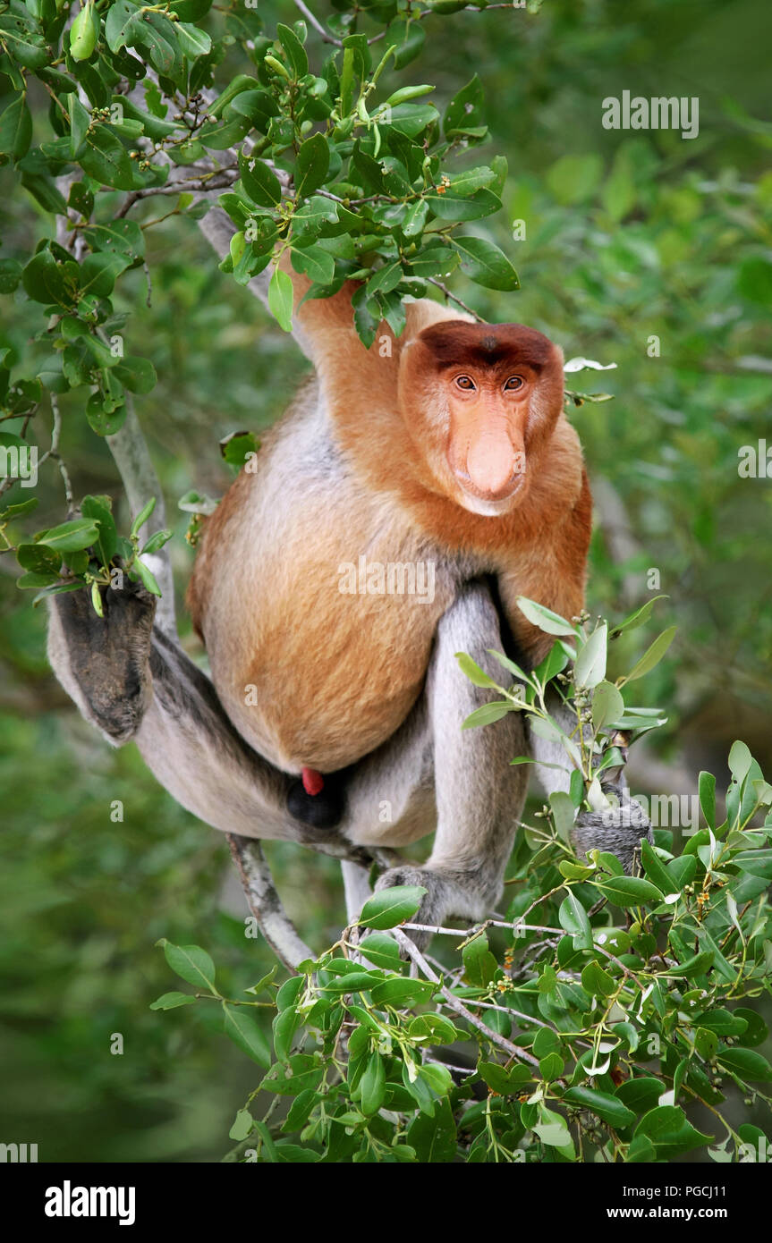 Proboscis monkey Nasalis larvatus Stockfoto