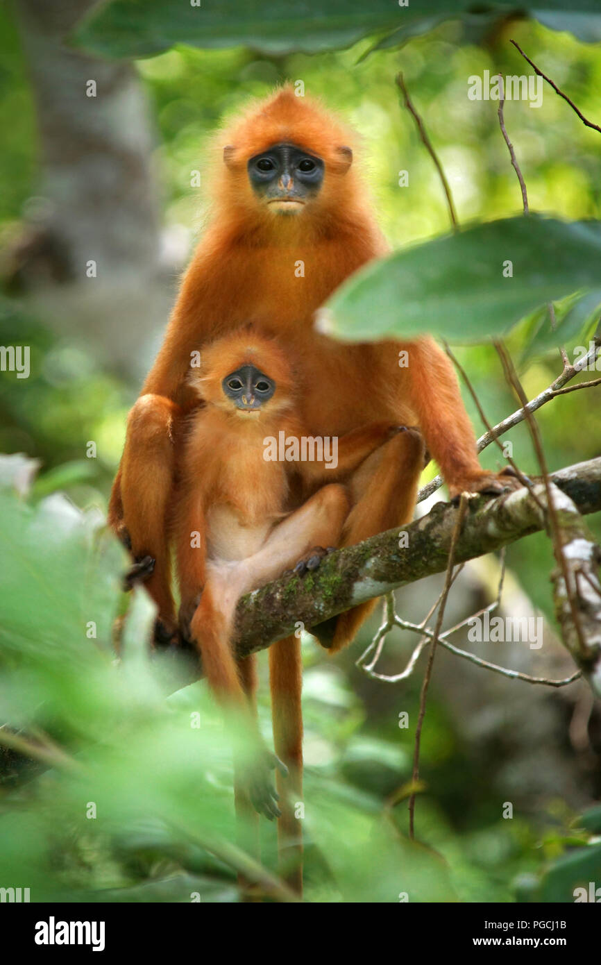 Red Leaf monkey Jugendsportlern rubicunda Maroon langur Stockfoto