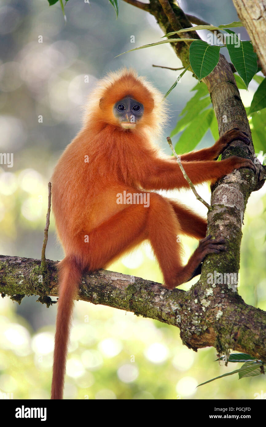 Red Leaf monkey Jugendsportlern rubicunda Maroon langur Stockfoto