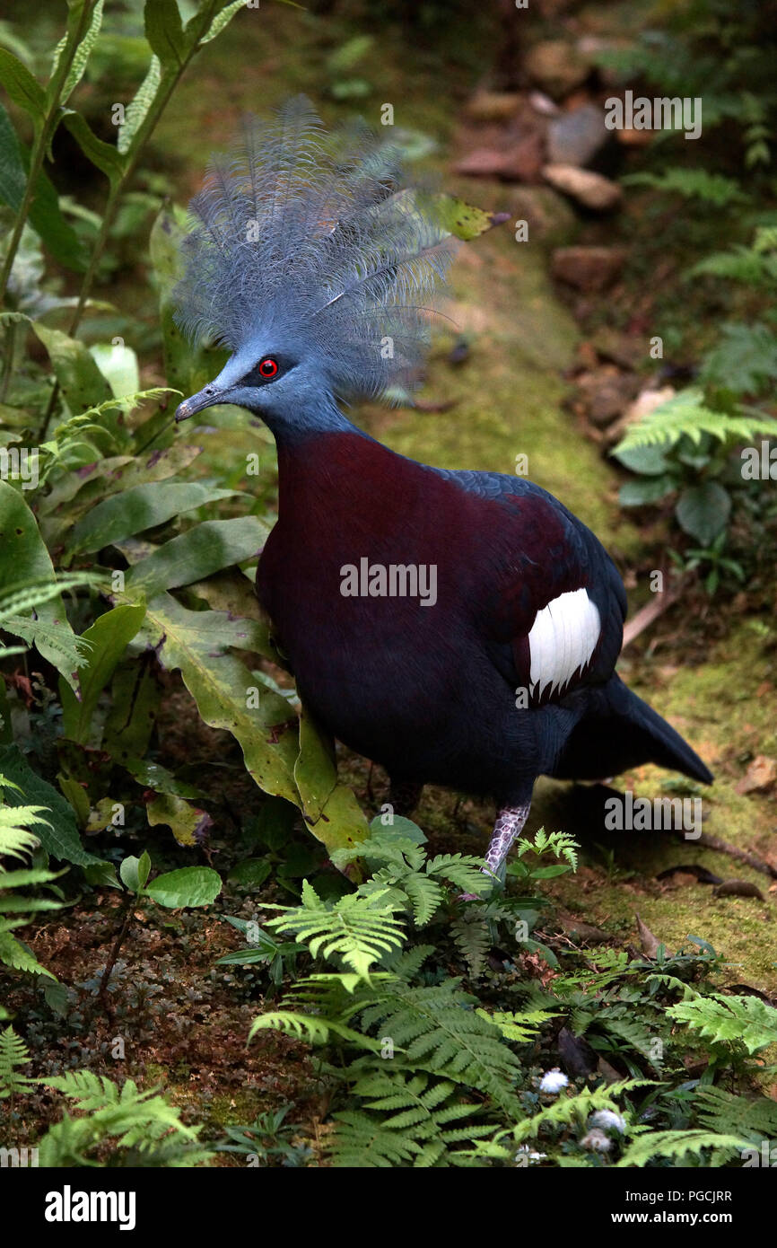 Victoria gekrönte Taube Goura victoria Stockfoto