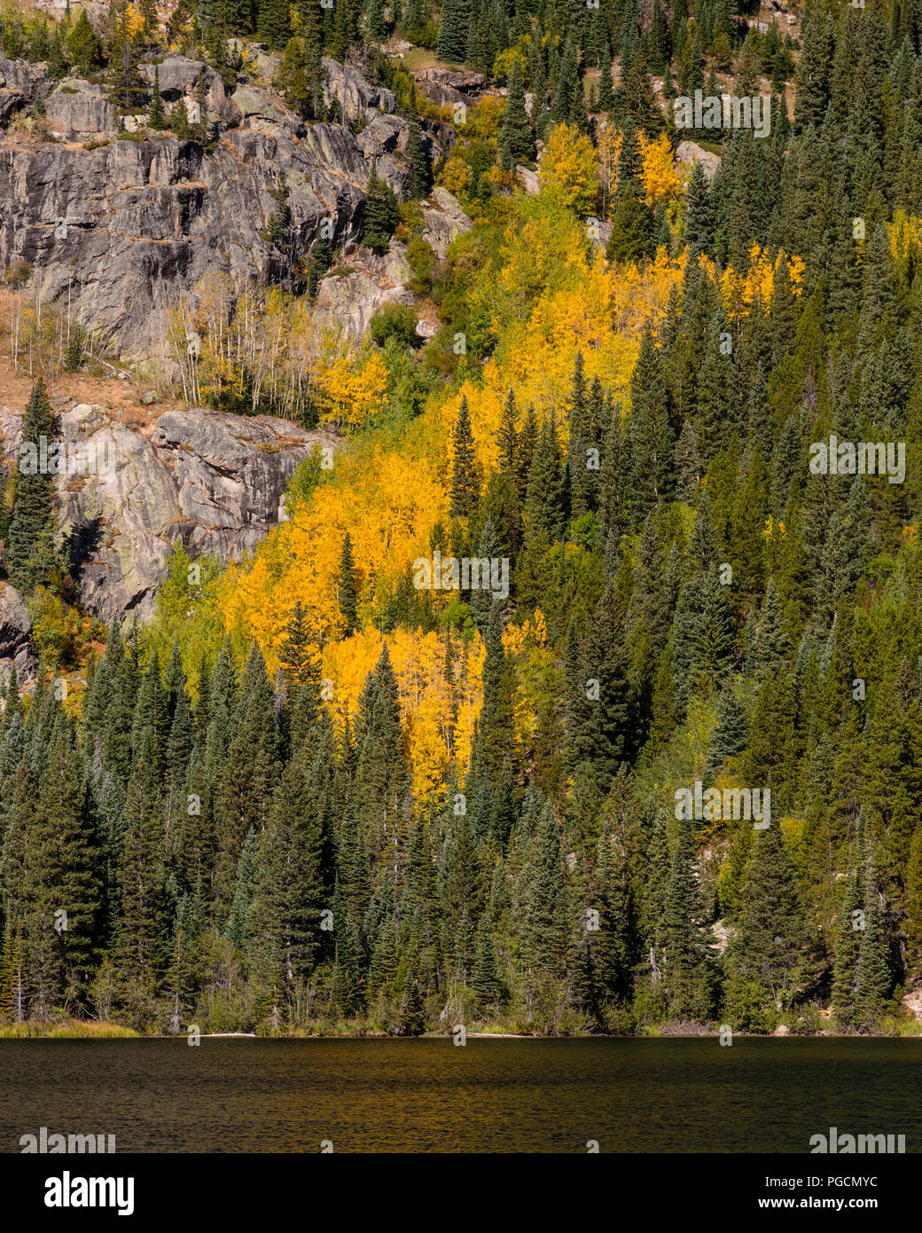 Aspen Bäume in Herbstfarben am Bear Lake in den Rocky Mountain National Park, Colorado, USA Stockfoto