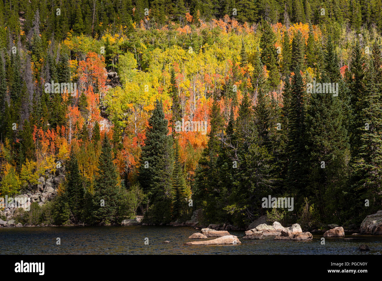 Aspen Bäume in Herbstfarben am Bear Lake in den Rocky Mountain National Park, Colorado, USA Stockfoto