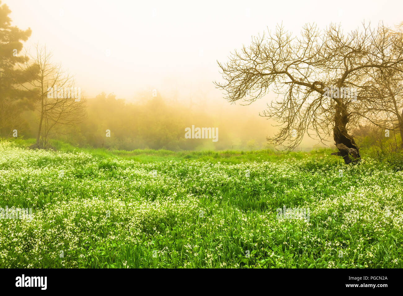 Schön grün, weiß blühenden Hochland Wiese mit Bäumen bei Morgentau im Tal von Orotava, Teneriffa (Kopie) Stockfoto