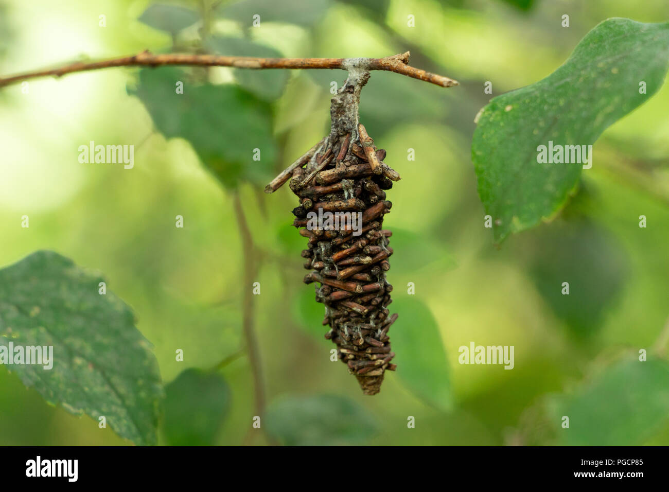 Abbot's bagworm Motte (Oiketicus abbotii) Stick cocoon hängen von der Zweigstelle, closeup - Davie, Florida, USA Stockfoto