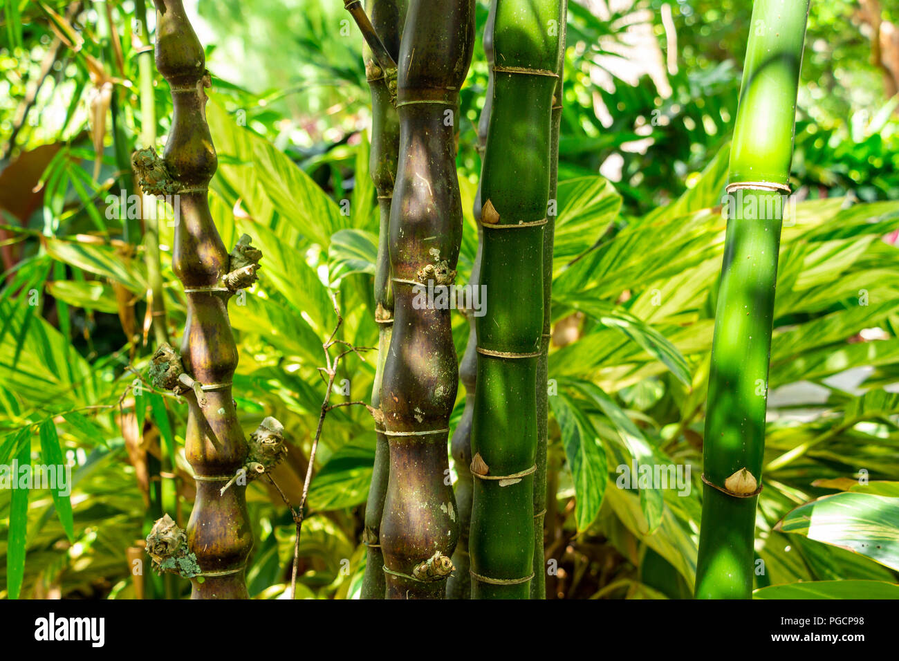 Wamin bambus -Fotos und -Bildmaterial in hoher Auflsung  Alamy