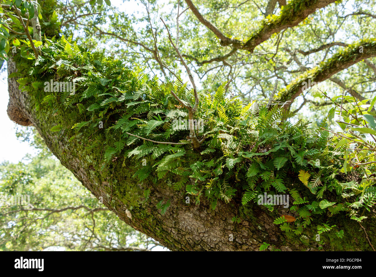 Auferstehung Farn (Pleopeltis polypodioides) wachsende auf Zweig eines südlichen live Eiche (Quercus virginiana) - Topeekeegee Yugnee (TY) Park, Hollyw Stockfoto