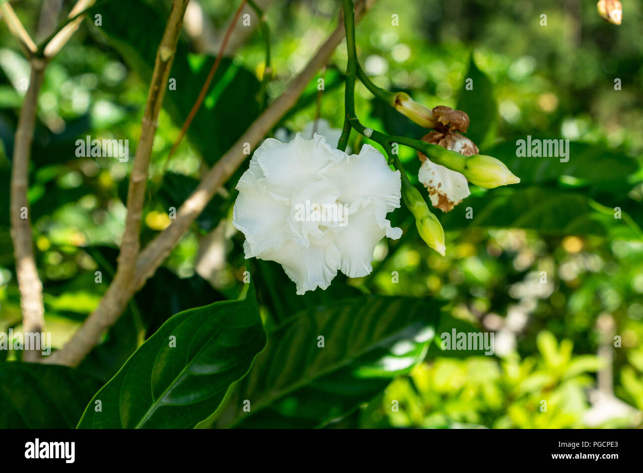 Crepe Jasmin (Tabernaemontana maculata) weiße Blume Nahaufnahme - Delray Beach, Florida, USA Stockfoto