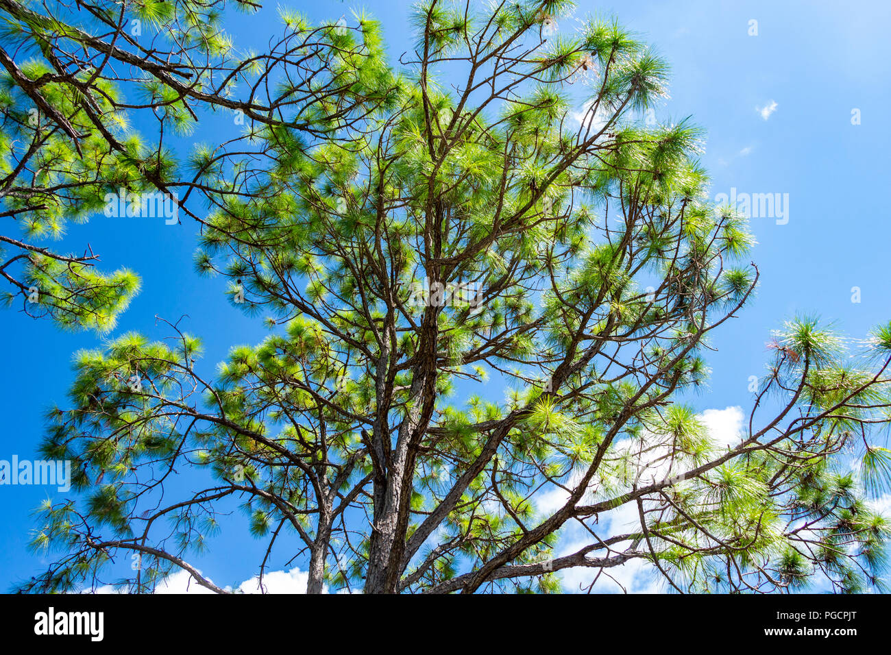 Slash Kiefer (Pinus elliottii) gegen den blauen Himmel, niedrigen Winkel - Delray Beach, Florida, USA Stockfoto