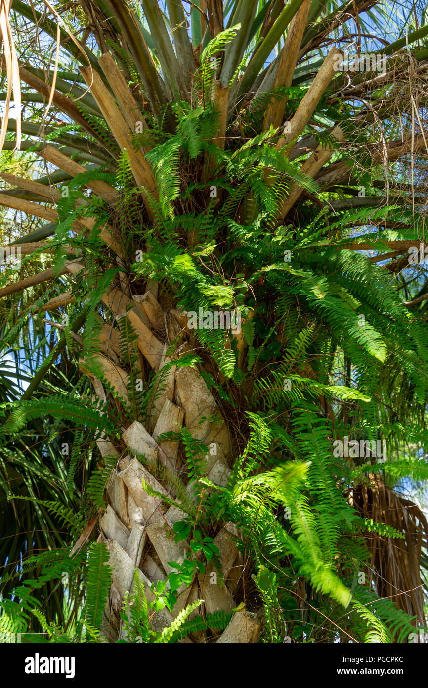 Farne aus bootjacks der Kohl Palm (Sabal Palmetto) - Delray Beach, Florida, USA wachsenden Stockfoto