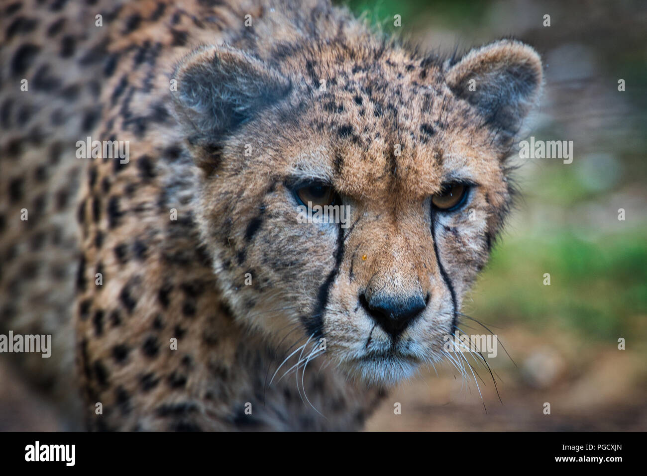 Snow Leopard Stockfoto